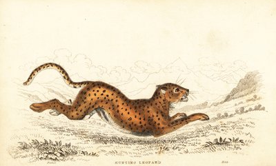 Gepard, Acinonyx jubatus.,1834 (gravering) av William Alexander Forbes