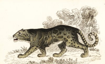 Skyet leopard, Neofelis nebulosa., 1834 (gravering) av William Alexander Forbes