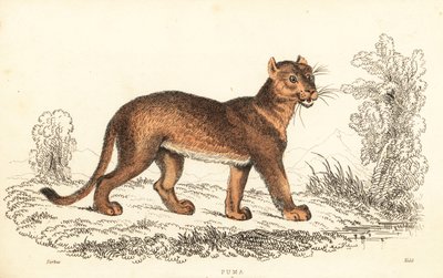 Cougar, Puma concolor., 1834 (gravering) av William Alexander Forbes