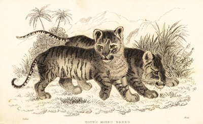 Hybrid løve- og tigerunger. ,1834 (gravering) av William Alexander Forbes