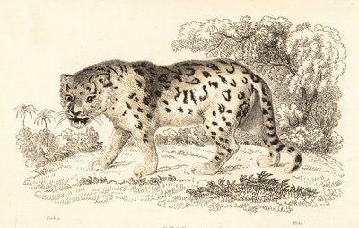 Jaguar, Panthera onca., 1834 (gravering) av William Alexander Forbes