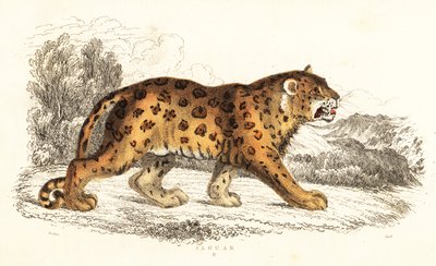 Jaguar, Panthera onca., 1834 (gravering) av William Alexander Forbes
