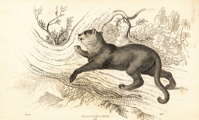 Jaguarandi, puma respekterer., 1834 (Ngaraving) av William Alexander Forbes