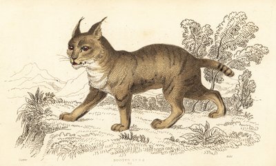 Jungelkatt, Felis chaus. ,1834 (gravering) av William Alexander Forbes