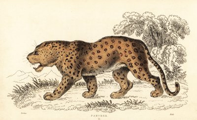 Leopard, Panthera pardus, sårbar., 1834 (gravering) av William Alexander Forbes
