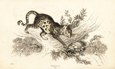 Margay, Leopardus wiedii.,1834 (gravering) av William Alexander Forbes