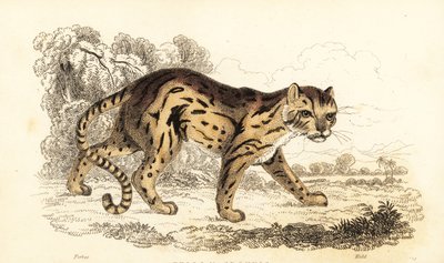 Margay, lærte Leopard. ,1834 (gravering) av William Alexander Forbes
