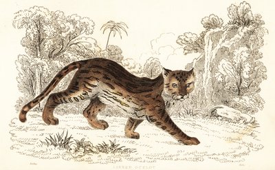 Margay, Leopardus wiedii catenata. , 1834 (gravering) av William Alexander Forbes
