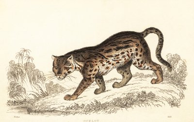 Ocelot, Leopardus pardalis.,1834 (gravering) av William Alexander Forbes