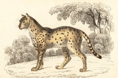 Serval, Leptailurus serval., 1834 (gravering) av William Alexander Forbes