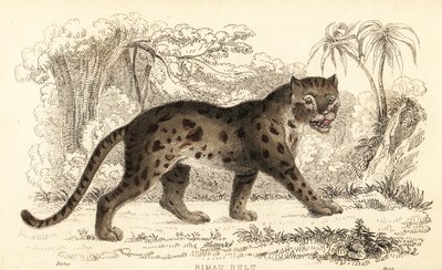 Sunda leopardkatt, Prionailurus bengalensis subsp. sumatranus. ,1834 (gravering) av William Alexander Forbes