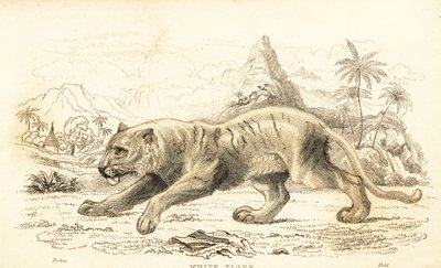 Hvit tiger, Panthera tigris tigris. Truet. ,1834 (gravering) av William Alexander Forbes