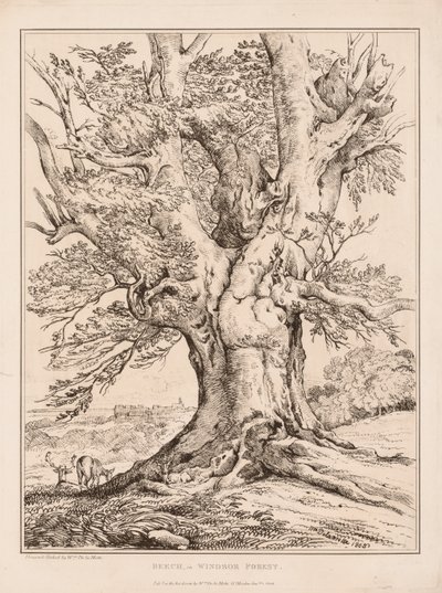 Bøk i Windsor Forest av William Alfred Delamotte