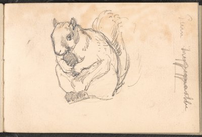 Skisse av et ekorn, 1879 ca av William Barnes Wollen