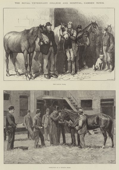 Royal Veterinary College and Hospital, Camden Town av William Barnes Wollen
