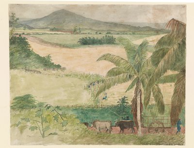 Sugar Estate - slaveskjærende stokk av William     Berryman
