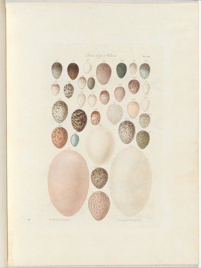 Birds eggs of Victoria.the upubliserte folioen Australia Terra Cognita av William Blandowski. 1855-56 av William Blandowski