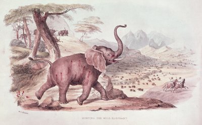 Hunting the Wild Elephant, illustrasjon fra 'Wild Sports of South Africa' av WC Harris, 1841 av William Cornwallis Harris