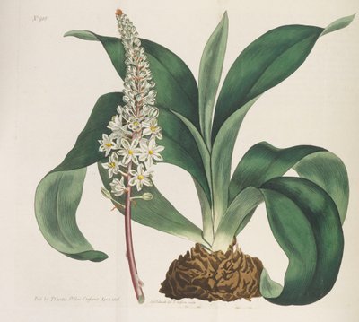 Botanisk magasin, 1787-1833. av William Curtis