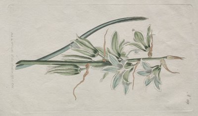 The Botanical Magazine eller Flower Garden vist: Star of Bethlehem av William Curtis