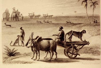 Jaktgepardene av William Daniell