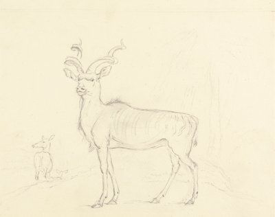 Koodooen av William Daniell