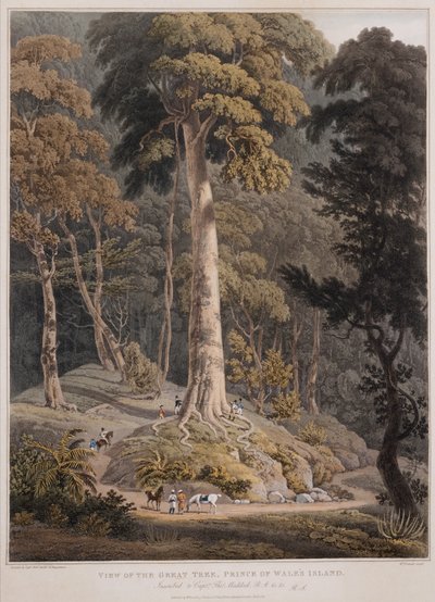 Utsikt over det store treet, Prince of Wales Island av William Daniell