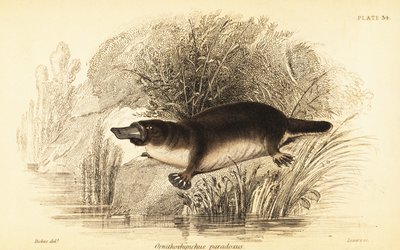 Platypus, Ornithorhynchus anatinus.,1841 (gravering) av William Dickes