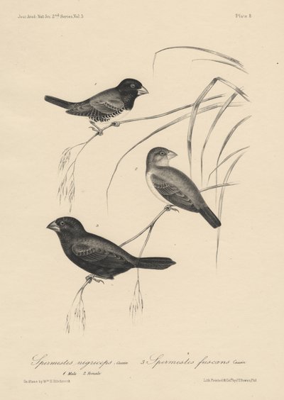 Spermestes Nigriceps (hann og kvinne) og Spermestes Fuscans, litho av J.T. Bowen, 1850 av William E. Hitchcock