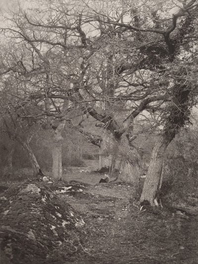 Forest of Fontainebleau, 1870-tallet. av William Harrison