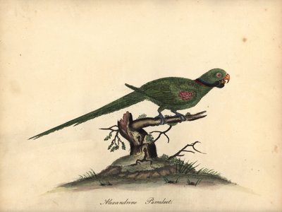 Alexandrine parakitt, Psittacula eupatria. (Psittacus alexandri) Håndfarget kobbergravering av en illustrasjon av William Hayes fra Portraits of Rare and Curious Birds from the Menagery of Osterly Park. av William Hayes