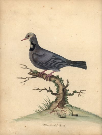 Blåhodet vakteldue, Starnoenas cyanocephala. Truet. (Blåhodet skilpadde eller due, Columba cyanocephala) Håndfarget kobbergravering av en illustrasjon av William Hayes fra Portraits of Rare and Curious Birds from the Menagery of Osterly P av William Hayes