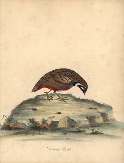 Blåbrystet vaktel, Coturnix chinensis. (Kinesisk vaktel, Tetrao chinensis) Håndfarget kobberstikk av en illustrasjon av William Hayes fra Portraits of Rare and Curious Birds from the Menagery of Osterly Park, London: Bulmer av William Hayes