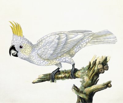 Kakadu, 1779 av William Hayes