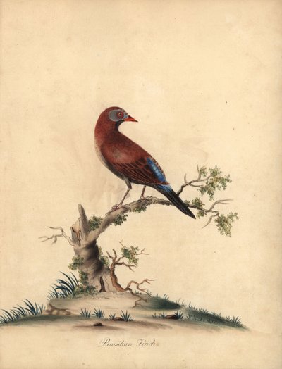Vanlig grenader, Uraeginthus granatinus, hjemmehørende i Afrika. (Brasiliansk fink, Fringilla granatina) Håndfarget kobbergravering av en illustrasjon av William Hayes fra Portraits of Rare and Curious Birds from the Menagery of Osterly Park, London: Bu av William Hayes