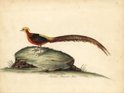Gylden eller kinesisk fasan, Chrysolophus pictus, hann. (Maint fasan, Phasianus pictus) Håndfarget kobbergravering av en illustrasjon av William Hayes fra Portraits of Rare and Curious Birds from the Menagery of Osterly Park, London: Bulmer av William Hayes