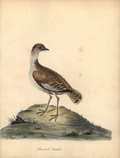 Stor bustard, Otis tarda, hunn. Sårbar. Håndfarget kobberstikk av en illustrasjon av William og Emily Hayes fra William Hayes 