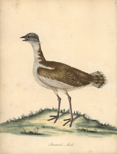 Stor bustard, Otis tarda, hann. Sårbar. Håndfarget kobberstikk av en illustrasjon av William Hayes fra Portraits of Rare and Curious Birds from the Menagery of Osterly Park (London: Bulmer av William Hayes