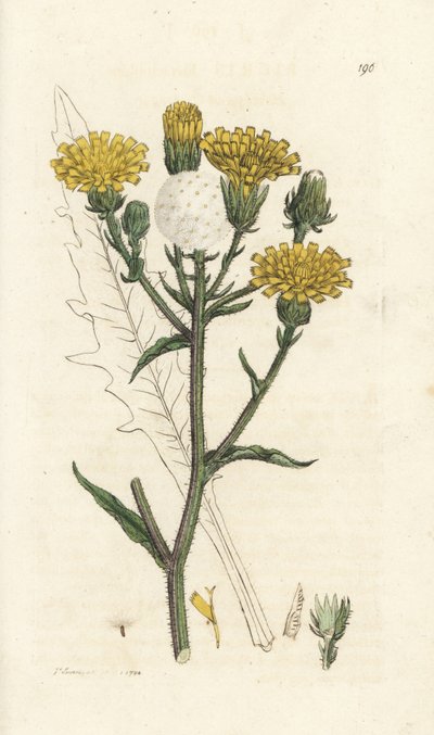 Hauke-oksetunge, Picris hieracioides. Håndfarget kobberstikk av James Sowerby fra James Smith