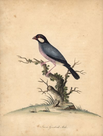 Javaspurv, Lonchura oryzivora. Sårbar. (Java grosbeak, Loxea oryxivora) Håndfarget kobbergravering av en illustrasjon av William Hayes fra Portraits of Rare and Curious Birds from the Menagery of Osterly Park, London: Bulmer av William Hayes