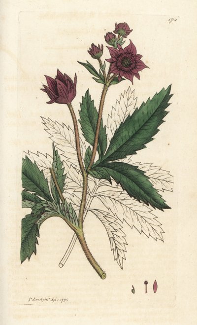 Marsh cinquefoil, Comarum myr. Håndfarget kobberstikk av James Sowerby fra James Smith