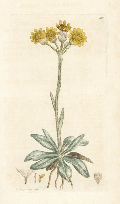 Fjellloppor, Tephroseris integrifolia (Cineraria integrifolia). Håndfarget kobberstikk av James Sowerby fra James Smith