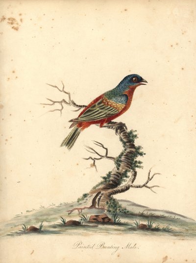 Malt kisel, Passerina ciris, hann. Nær truet. Håndfarget kobberstikk av en illustrasjon av William Hayes fra Portraits of Rare and Curious Birds from the Menagery of Osterly Park (London: Bulmer av William Hayes