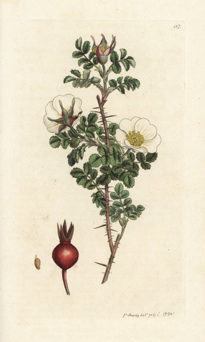 Rosa brent, Rosa spinosissima. Håndfarget kobberstikk av James Sowerby fra James Smith