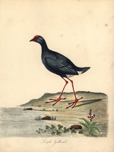 Lilla sumphen, Porphyrio porphyrio. (Purple gallinule, Fulica porphyrio) Håndfarget kobbergravering av en illustrasjon av William Hayes fra Portraits of Rare and Curious Birds from the Menagery of Osterly Park (London: Bulmer av William Hayes