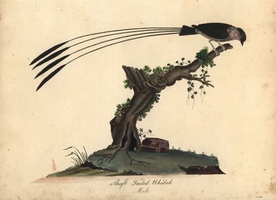 Skafttailed whydah, Vidua regia. (Shaft-tailed whidah, Emberiza regia) Håndfarget kobbergravering av en illustrasjon av William Hayes og hans datter M (Matilda) fra Portraits of Rare and Curious Birds from the Menagery of Osterly Park, London: av William Hayes