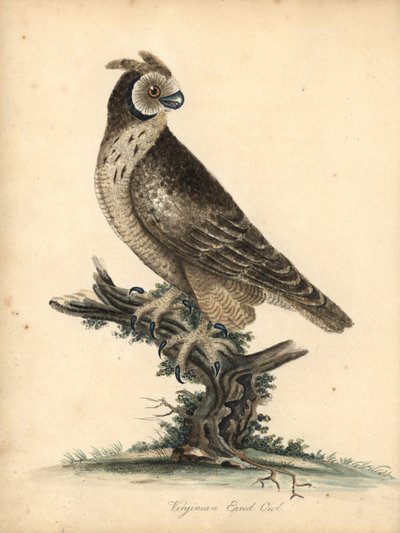 Kortøret ugle, Asio flammeus. (Virginian eared owl) Håndfarget kobberstikk av en illustrasjon av William Hayes og hans datter M (Matilda) fra Portraits of Rare and Curious Birds from the Menagery of Osterly Park, London: Bulmer av William Hayes