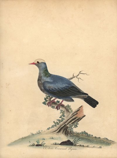 Hvitkronet due, Patagioenas leucocephala. Nær truet. (Columba leucocephala) Håndfarget kobberstikk av en illustrasjon av William Hayes fra Portraits of Rare and Curious Birds from the Menagery of Osterly Park. av William Hayes