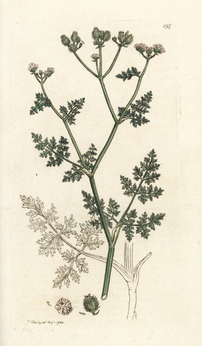 Hvit blondeblomst, Orlaya grandiflora (Små caucalis eller basardpersille, Caucalis daucoides). Håndfarget kobberstikk av James Sowerby fra James Smith