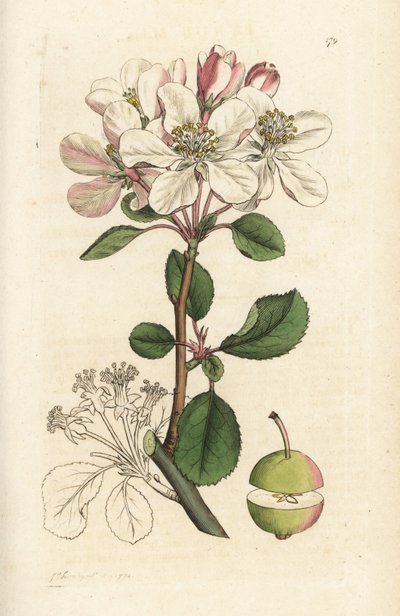 Villeple eller krabbetre, Malus domestica (Pyrus malus). Håndfarget kobberstikk av James Sowerby fra James Smith's English Botany, London av William Hayes